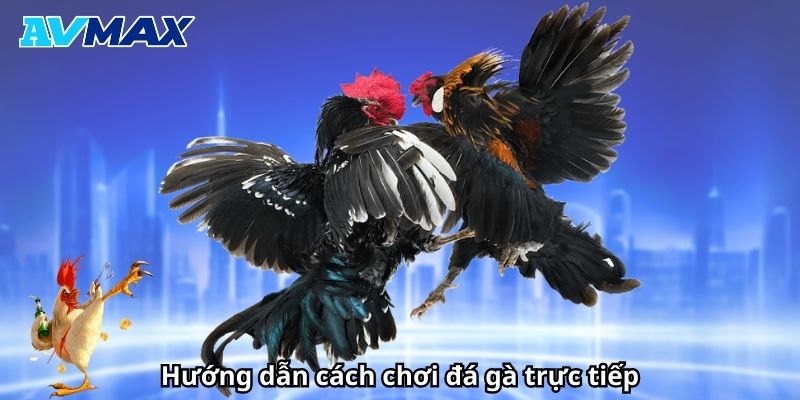 Cách chơi đá gà trực tiếp tại Vmax
