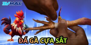 đá gà cựa sắt
