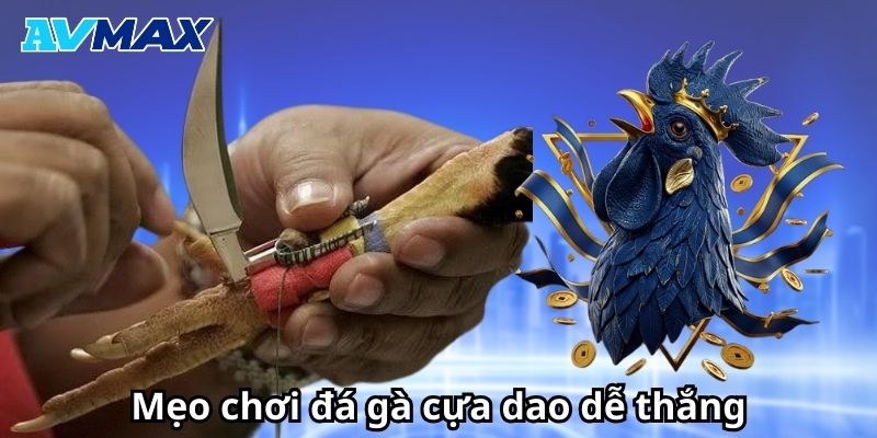 Mẹo chơi đá gà cựa dao dễ thắng Mẹo chơi đá gà cựa dao dễ thắng